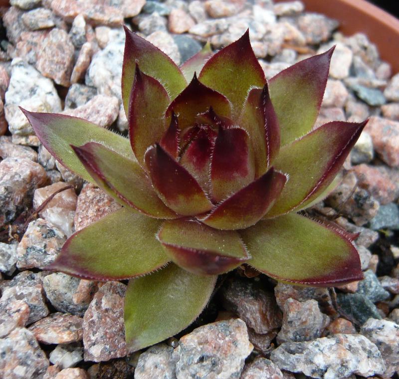 tectorum var. tectorum (rhenanum)