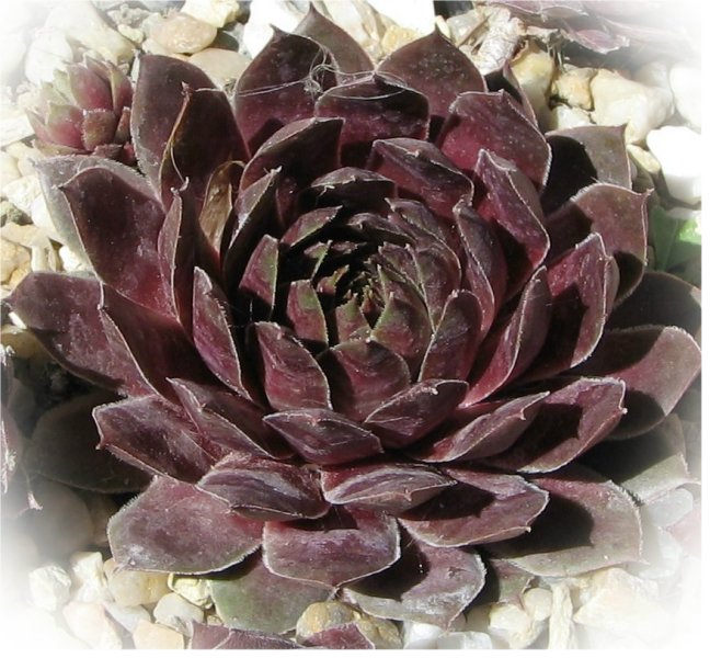 tectorum var. tectorum (vicentei)