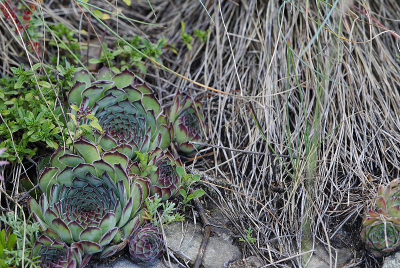 marmoreum ssp. marm. (assimile) cf. from Izvidnica, östl. Abhang 2