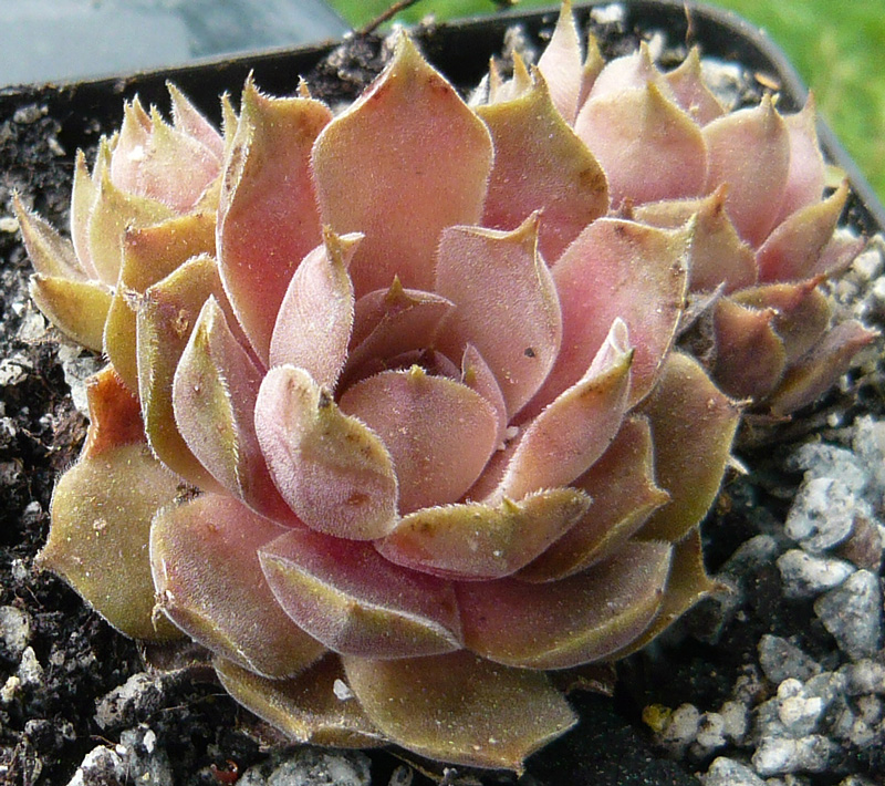 marmoreum ssp. reginae-amaliae (degenianum)