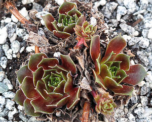 marmoreum ssp. marmoreum (rubicundum)