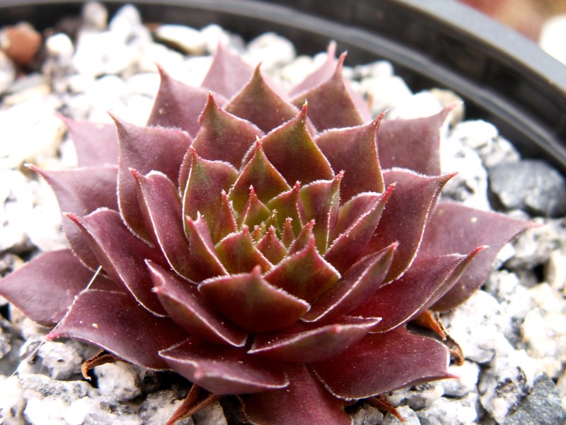 marmoreum ssp. marmoreum (rubicundum)