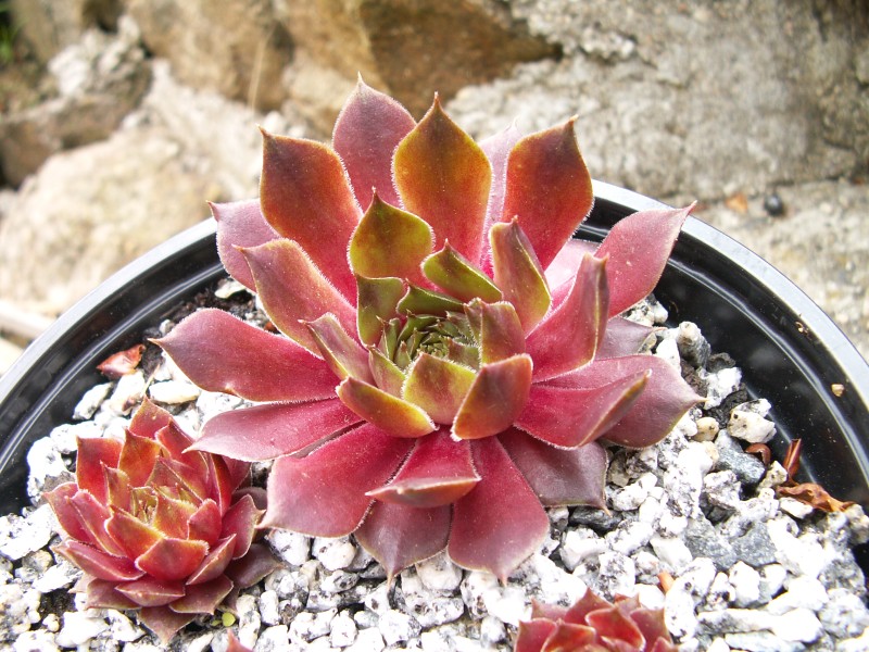 marmoreum ssp. marmoreum (rubicundum)