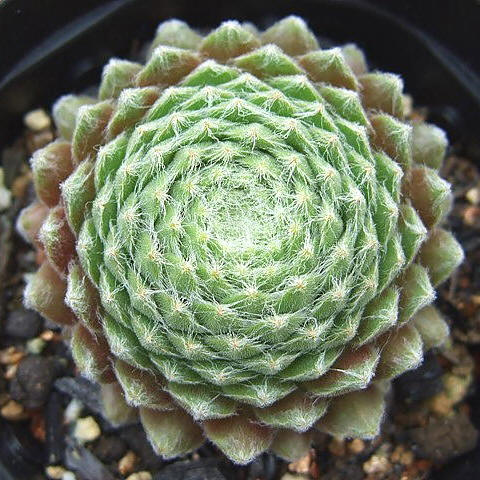 Baby Star