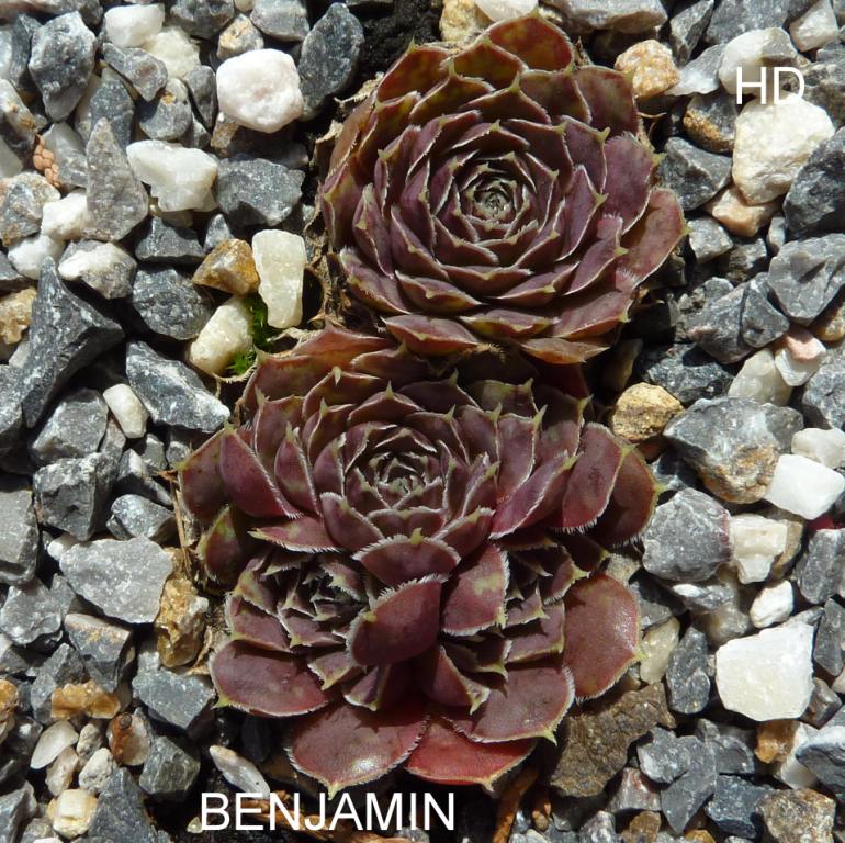 Benjamin / Jovi