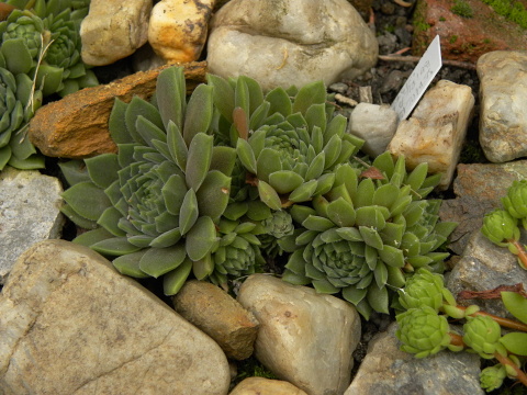 marmoreum ssp. erythraeum from Suchoto ezero
