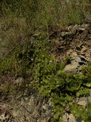 marmoreum ssp. marmoreum from Straße nach Ilovita