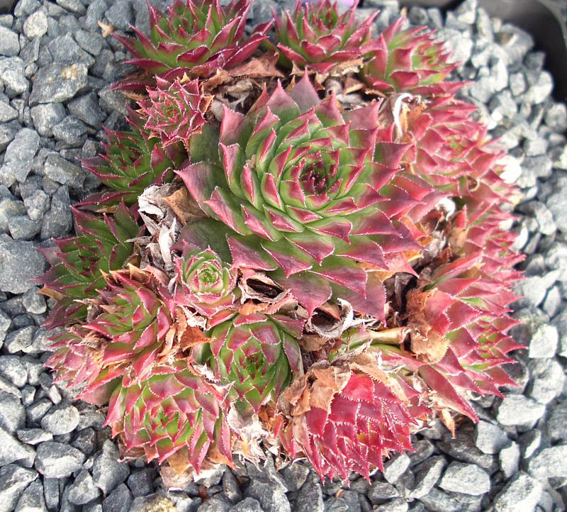 tectorum var. tectorum (triste)
