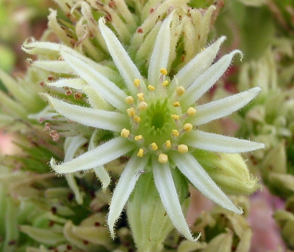 transcaucasicum