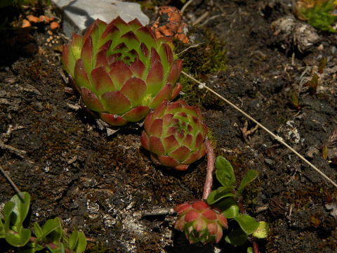 marmoreum ssp. marmoreum from Kom Vasojevićki (Abhang)