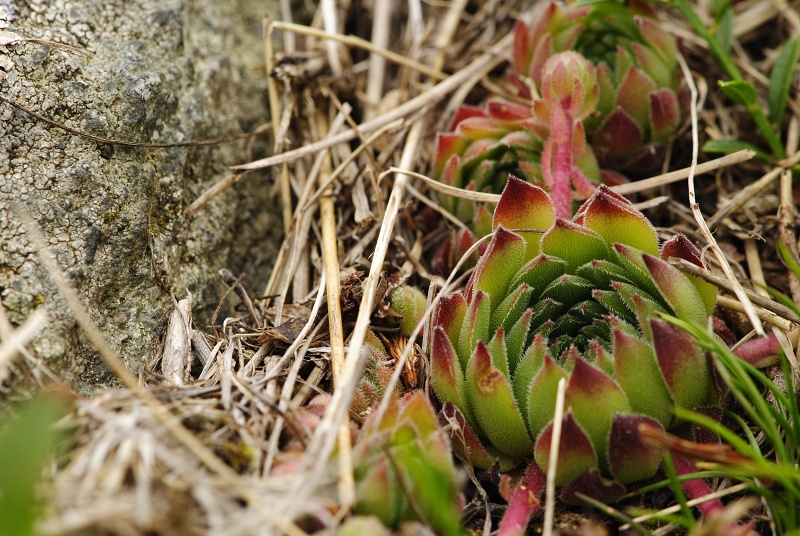 marmoreum ssp. reginae-amaliae (macedonicum) from Belandža
