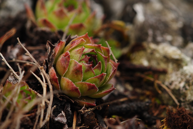 tectorum var. tectorum from Dol Lisična