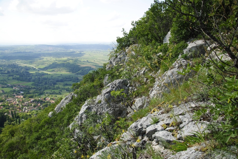 zeleborii from Lešje, Berg Baba