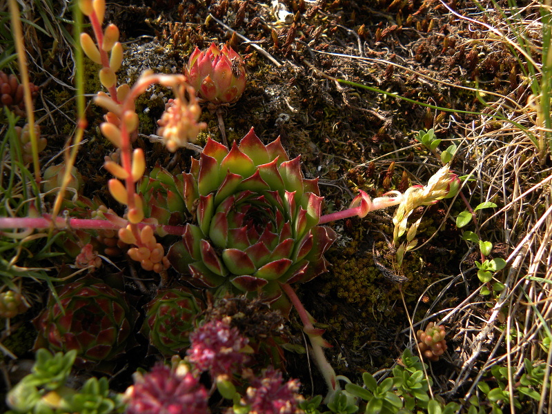 marmoreum ssp. marmoreum from Urdeni Do, Straße