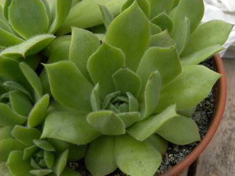 wulfenii ssp. juvanii from Donačka gora