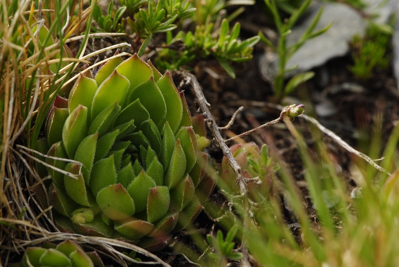 marmoreum ssp. reginae-amaliae (macedonicum) from Golem Korab, O