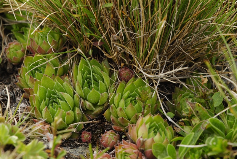 marmoreum ssp. reginae-amaliae (macedonicum) from Golem Korab, O