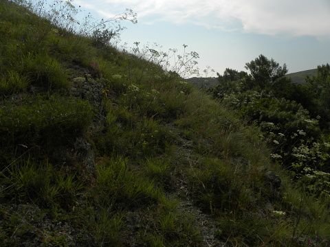 marmoreum ssp. marmoreum from Cheile Turzii (unten)