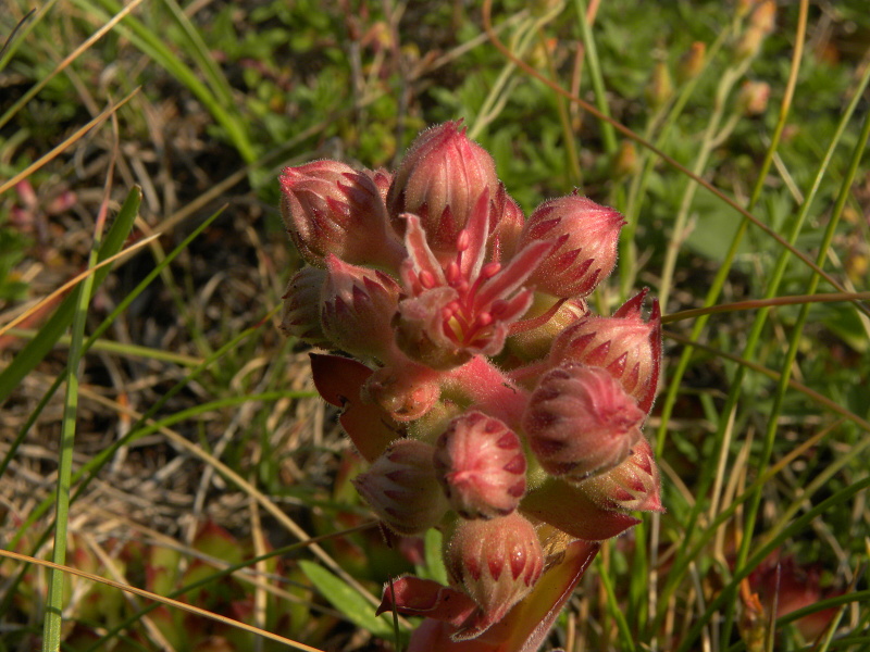 marmoreum ssp. marmoreum from Ćurovac, Aussicht