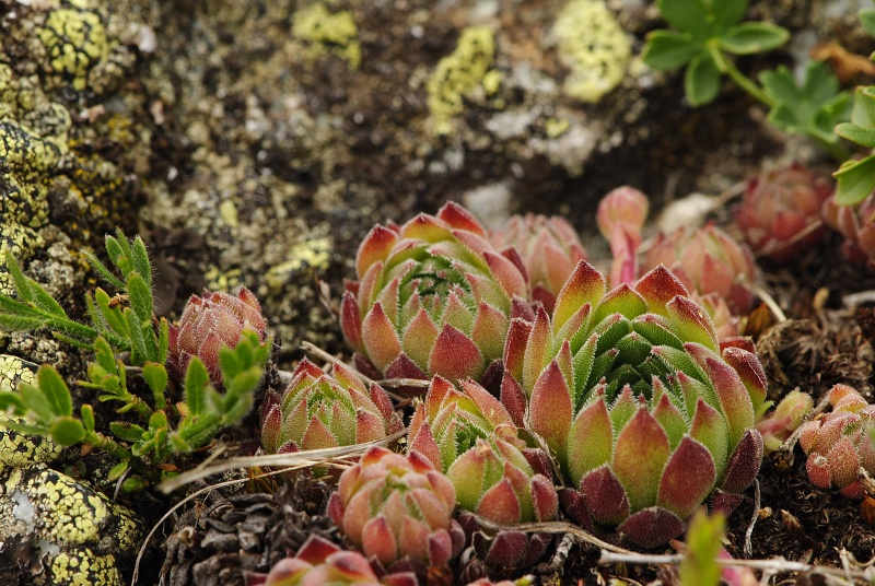 marmoreum ssp. reginae-amaliae (macedonicum) from Belandža