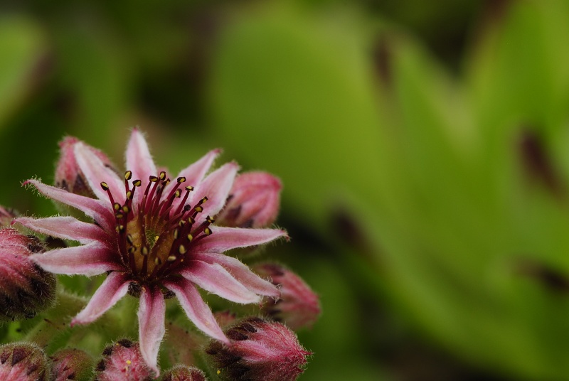marmoreum ssp. marmoreum (balcanicum) from Mara Gidik