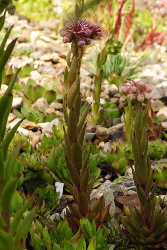marmoreum ssp. marmoreum from Cheile Turzii (oben)