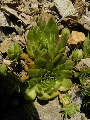 marmoreum ssp. marmoreum from Straße nach Ilovita