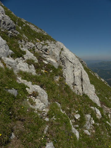 marmoreum ssp. marmoreum from Kom Vasojevićki (Abhang, NW)