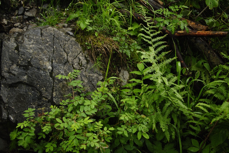 globiferum ssp. hirtum (preissianum) from Monkova dolina, Mitte