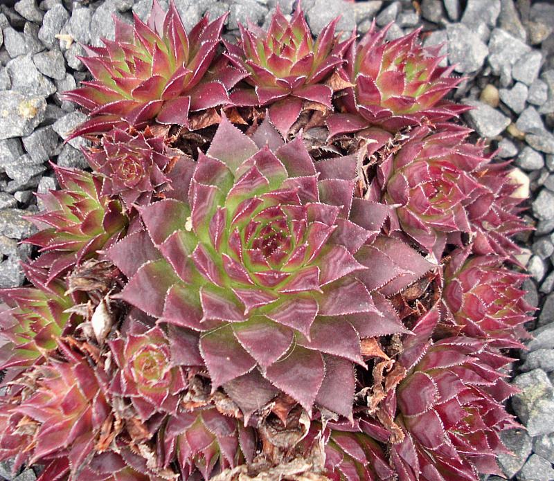 tectorum var. tectorum (triste)