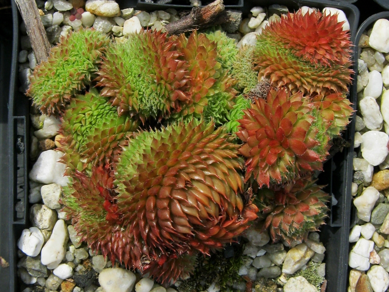 Bedivere Crested