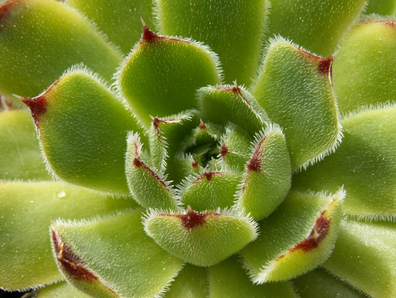 Belcore / Jovi
