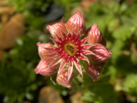 marmoreum ssp. reginae-amaliae (macedonicum) from Stogovo planina