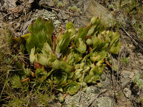 marmoreum ssp. marmoreum from Straße nach Ilovita