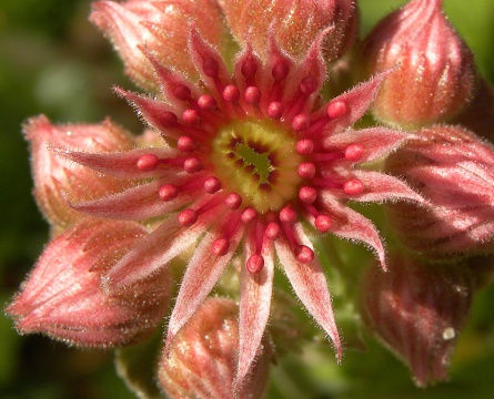 marmoreum ssp. reginae-amaliae (macedonicum) from Stogovo planina