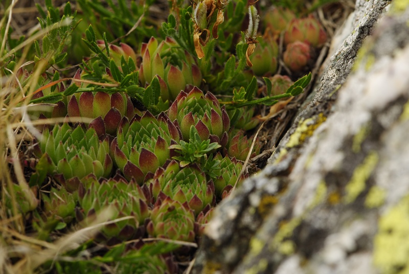 marmoreum ssp. reginae-amaliae (macedonicum) from Belandža