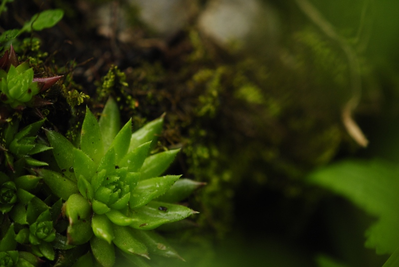 globiferum ssp. hirtum (preissianum) from Monkova dolina, Mitte