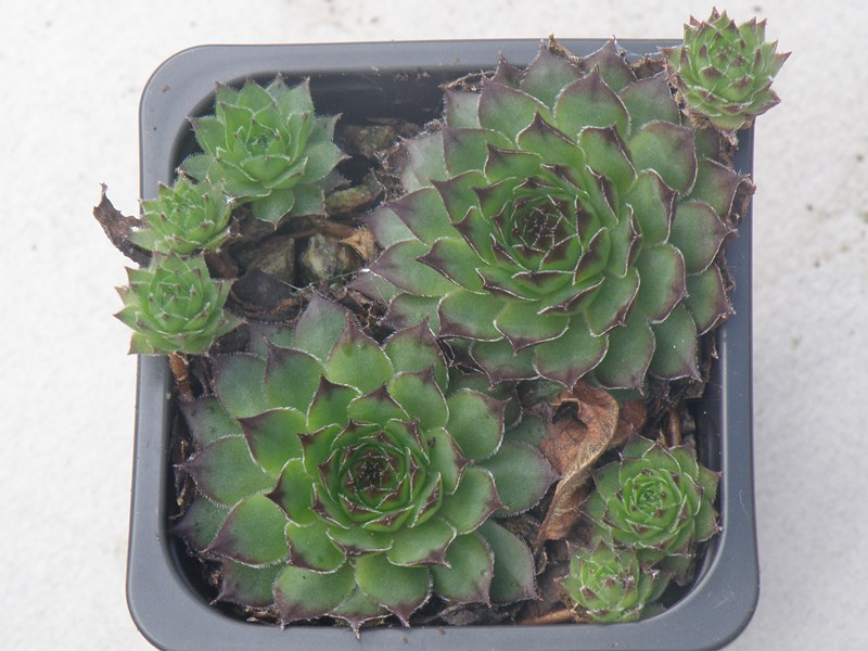 tectorum var. tectorum (triste)