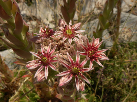 marmoreum ssp. marmoreum (dinaricum) from Orjensko sedlo