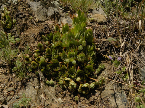 marmoreum ssp. marmoreum from Straße nach Ilovita