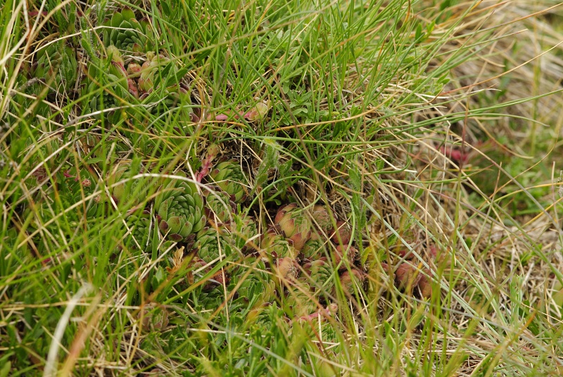marmoreum ssp. reginae-amaliae (macedonicum) from Belandža
