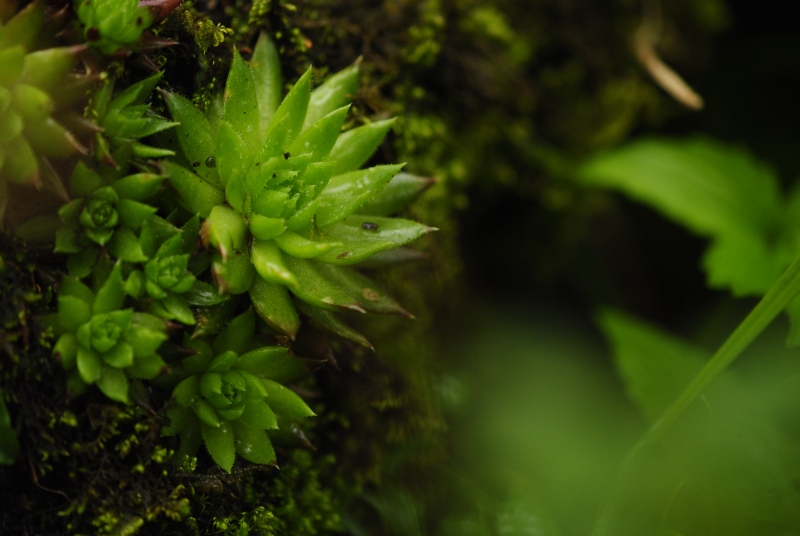globiferum ssp. hirtum (preissianum) from Monkova dolina, Mitte