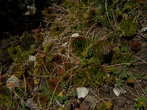 marmoreum ssp. marmoreum from Kom Vasojevićki (Abhang, NW)