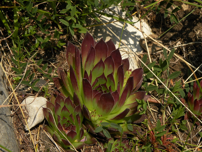 marmoreum ssp. marmoreum from Urdeni Do