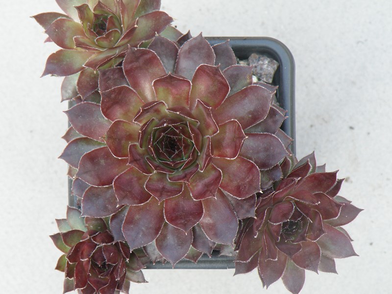 tectorum var. tectorum (triste)