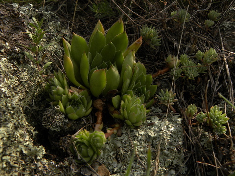 marmoreum ssp. marmoreum from Cheile Turzii (unten)