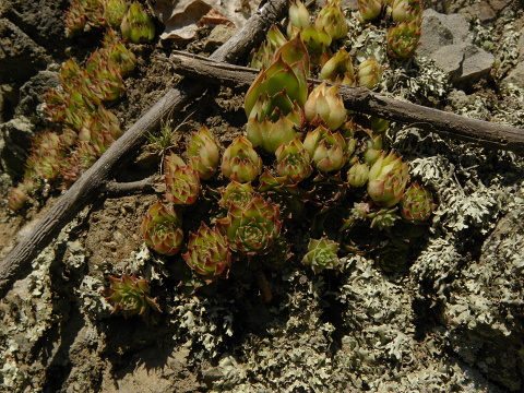 marmoreum ssp. marmoreum from Straße nach Ilovita