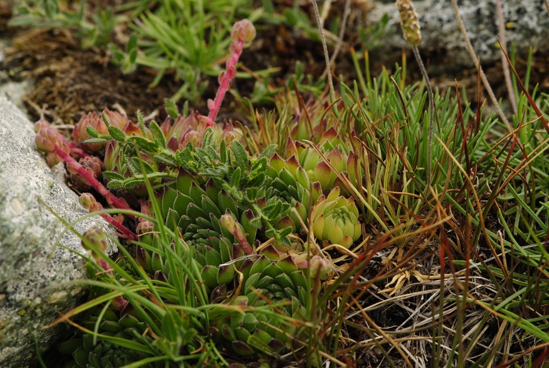 marmoreum ssp. reginae-amaliae (macedonicum) from Belandža