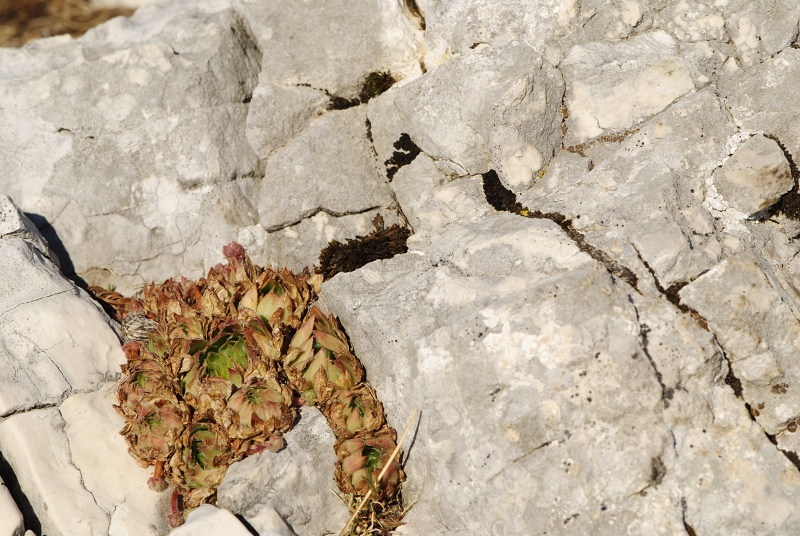 marmoreum ssp. marmoreum (dinaricum) from Veliki Troglav