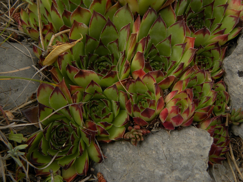 tectorum var. tectorum from Pedraforca, Abhang